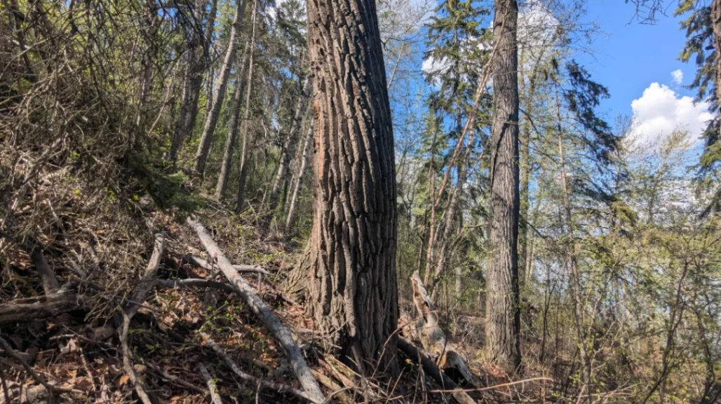 Kinsmen Giant Poplar