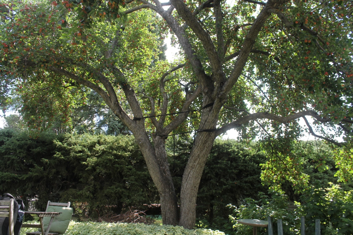 John Trapp Crabapple Tree