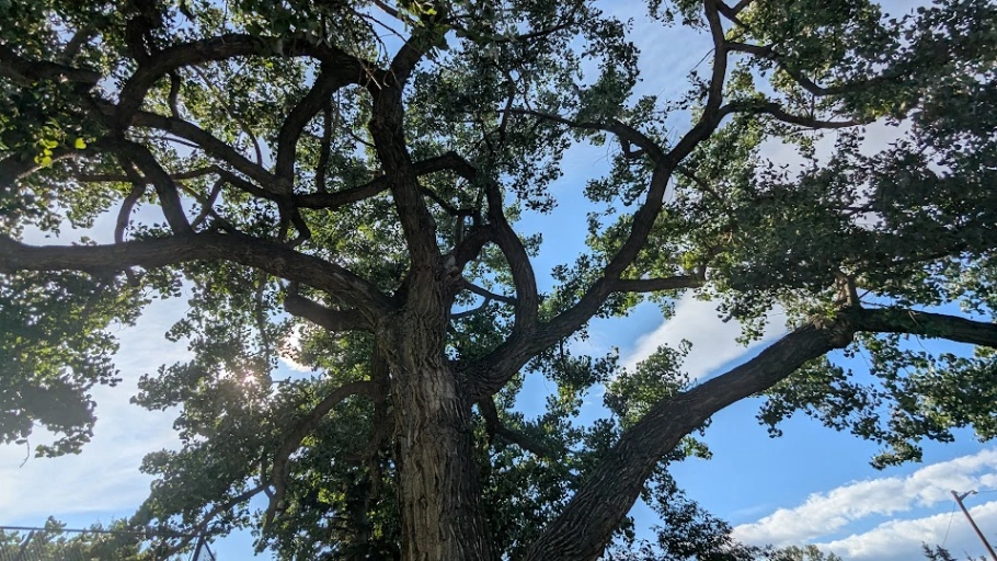 Crescent Heights Cottonwood