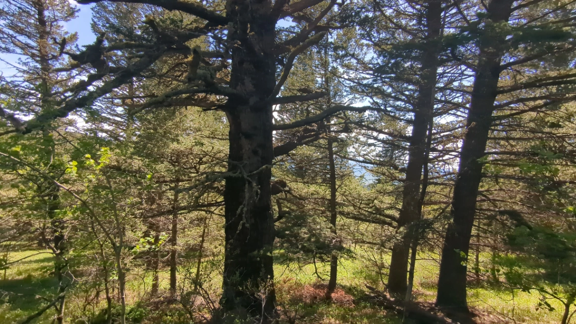 Skyline Roadside Douglas Fir