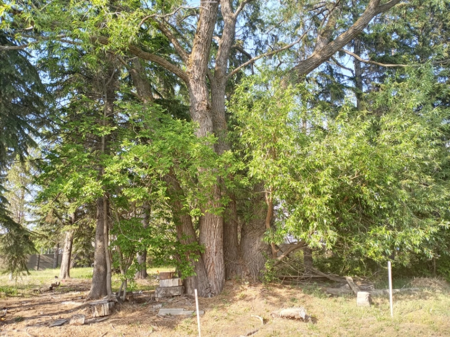 Empty Lot Windermere Willow
