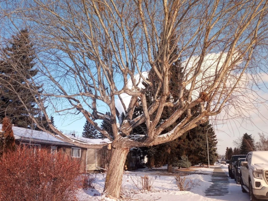 Fulton Unique Silver Maple