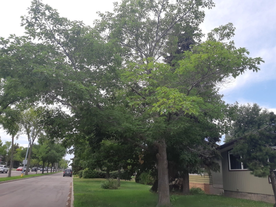 87th Ave Red Oak