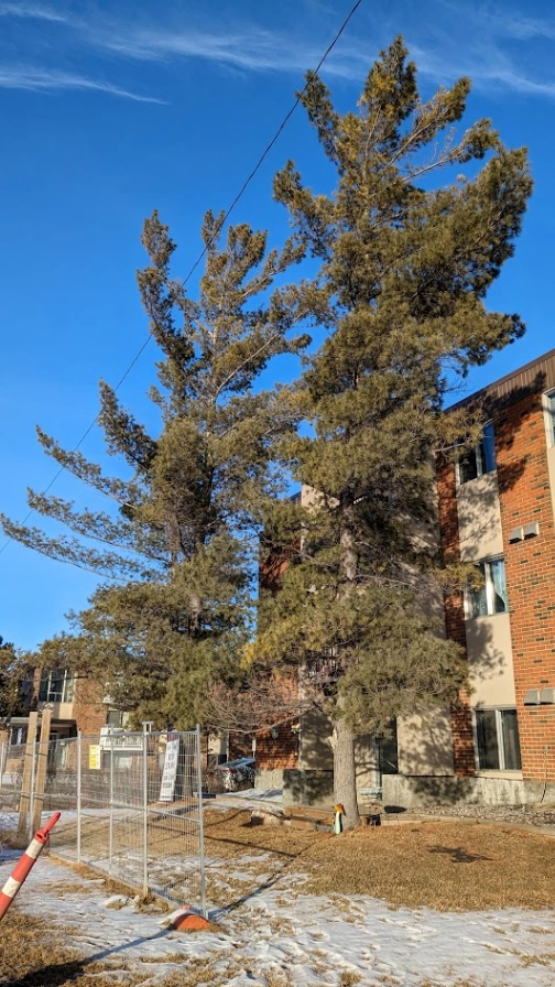 Twin Eastern White Pines