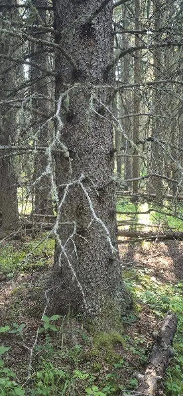 Tall River Spruce