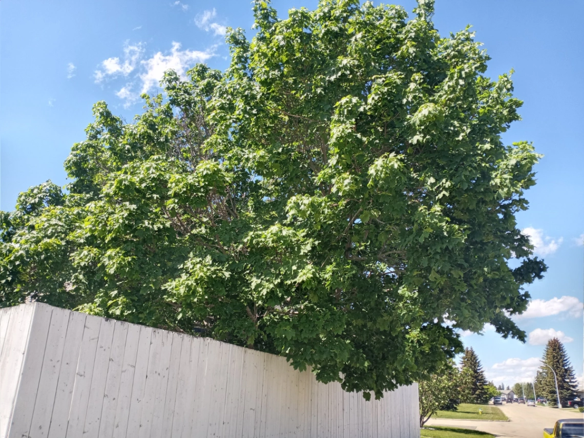 Aldergrove Sugar Maple
