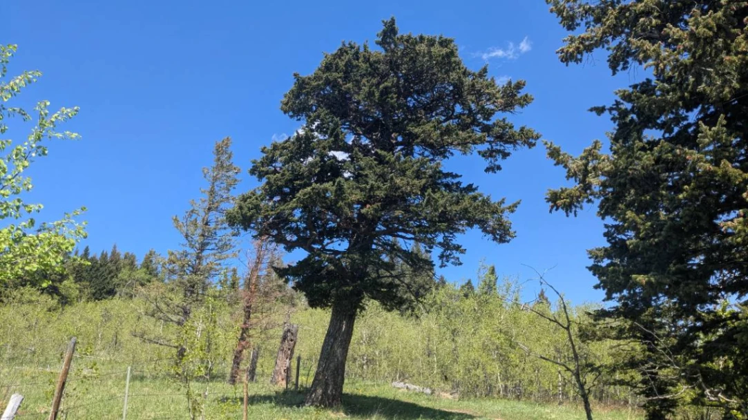 Porcupine Ridge Wind Blown Douglas Fir
