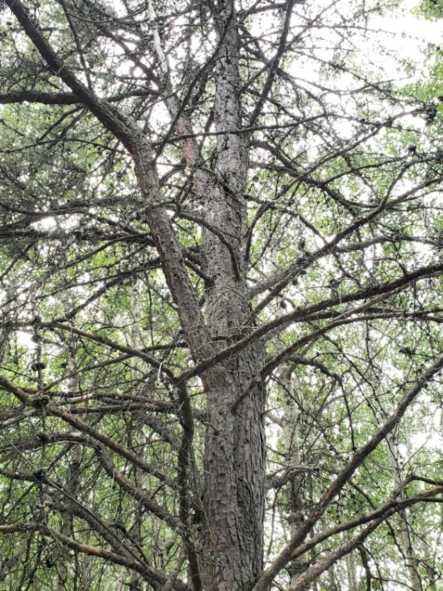 Clifford E. Lee Survivor Jack Pine