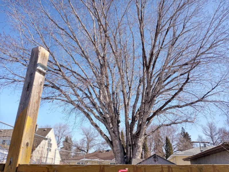 Westmount Giant Silver Maple