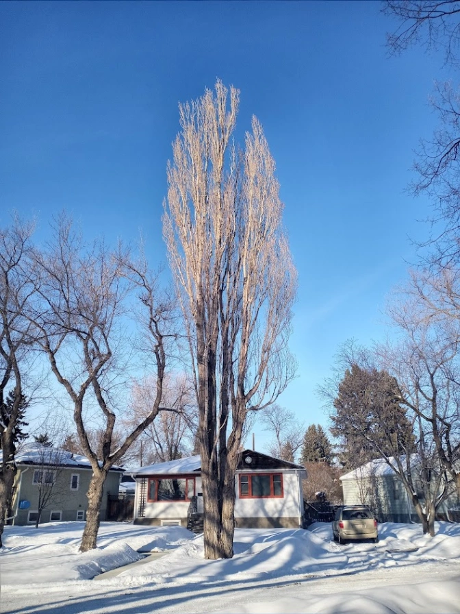 Inglewood Boulevard Tall Lombardy Poplar