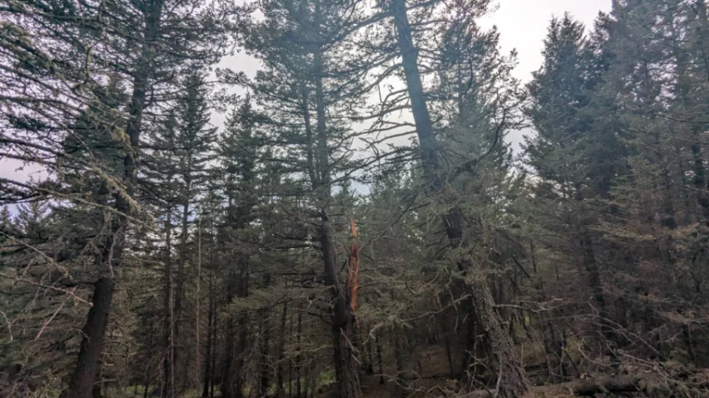 Lightning Scarred Heath Douglas Fir