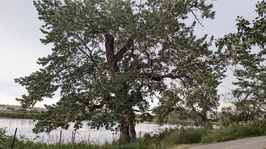 Carburn Park Giant Poplar