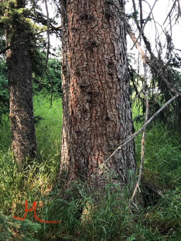 G-Pa White Spruce