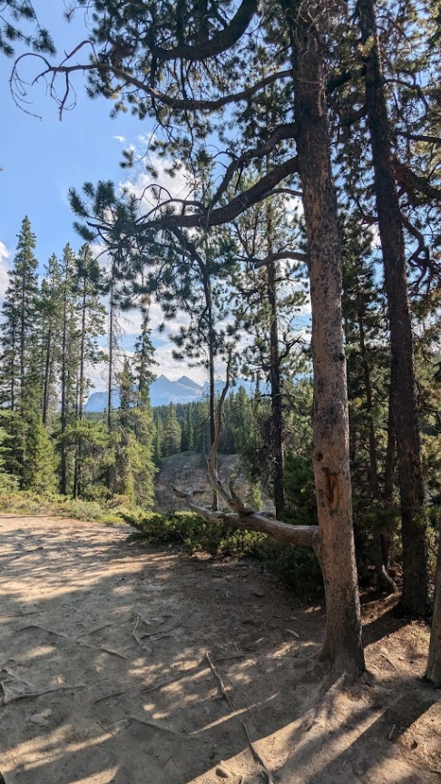 The Resting Pine