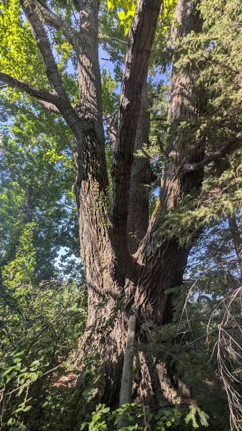 Grandpa's Tree