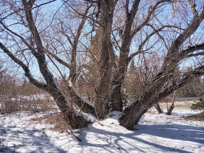 Groat Road Multi-Trunked Willow