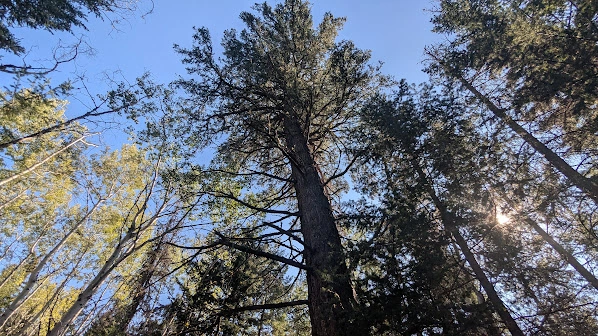Pyramid Lake Tall Douglas-Fir