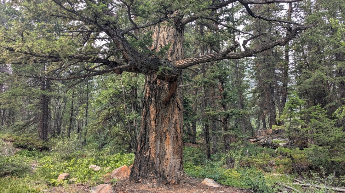 Bridge Creek Clawed Fir