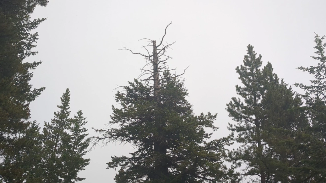 Bridge Creek Scarred Fir