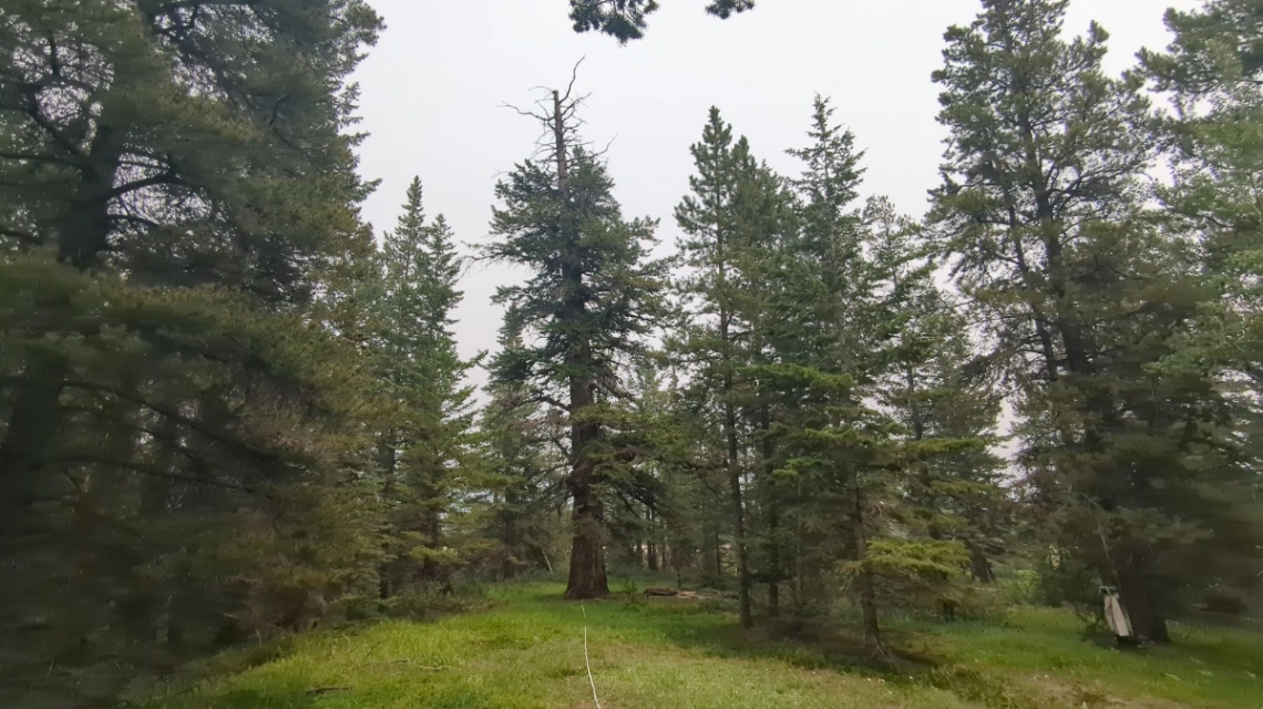 Bridge Creek Scarred Fir