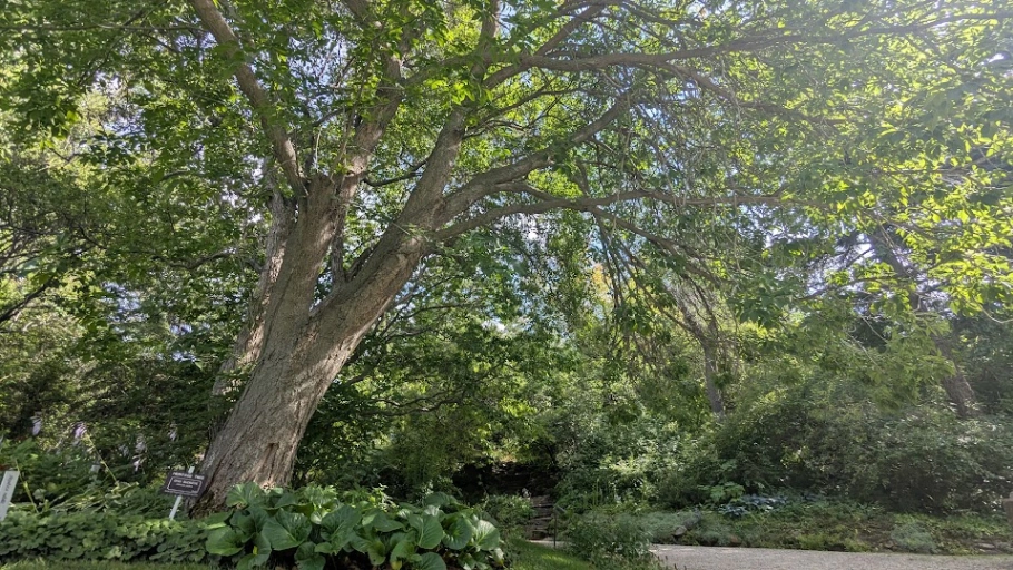 William Reader Ohio Buckeye