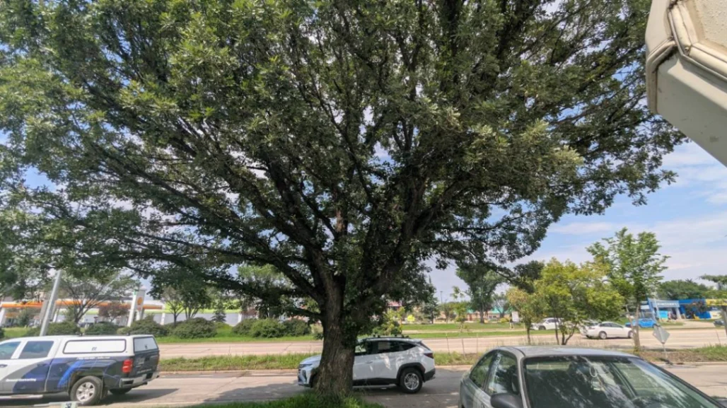 Wellington Oak