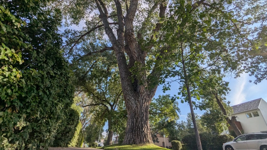 Rosedale Boulevard Cottonwood