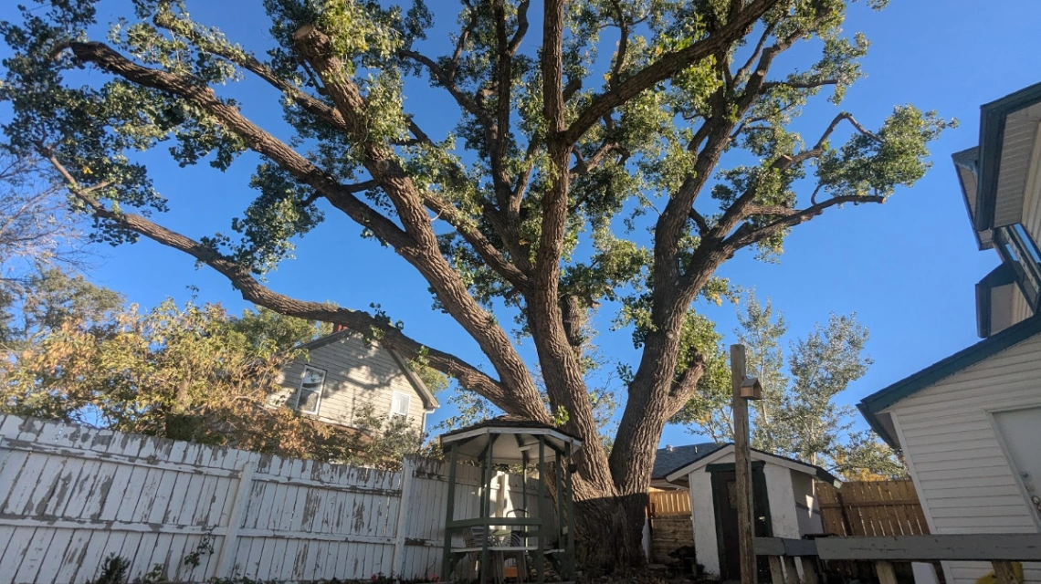 Spring's Cottonwood