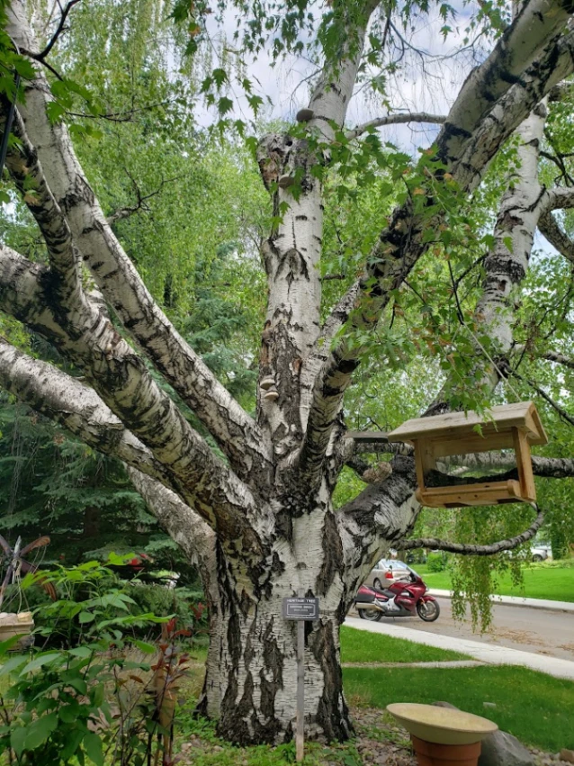 Davis Tree