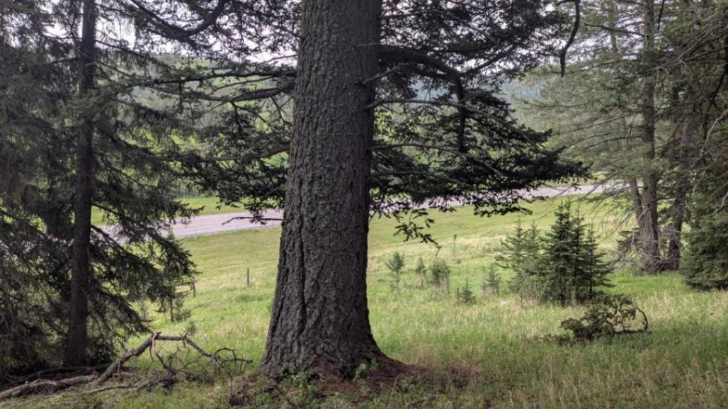Cowboy Roadside Doug Fir