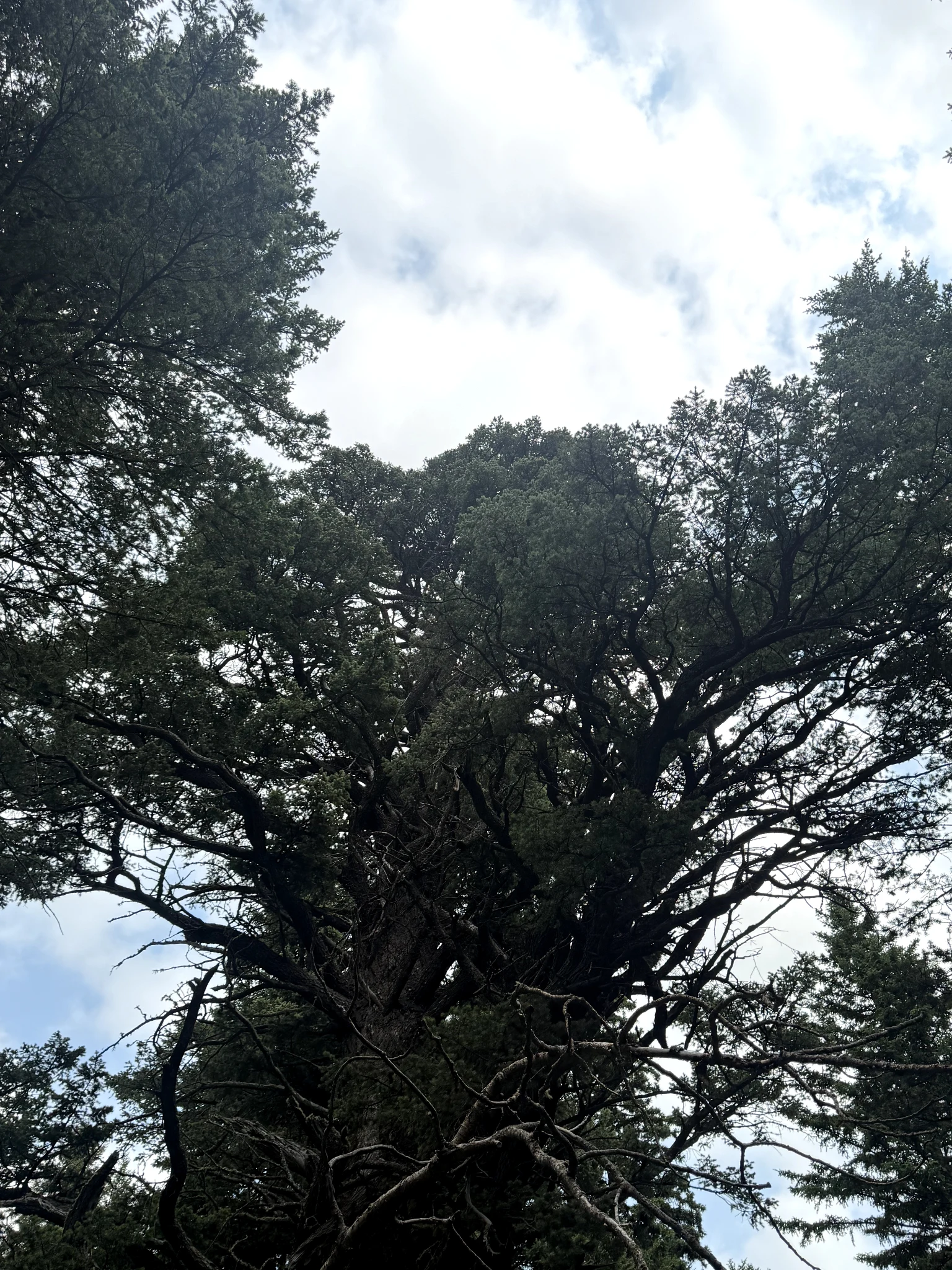 Dinosaur Douglas Fir