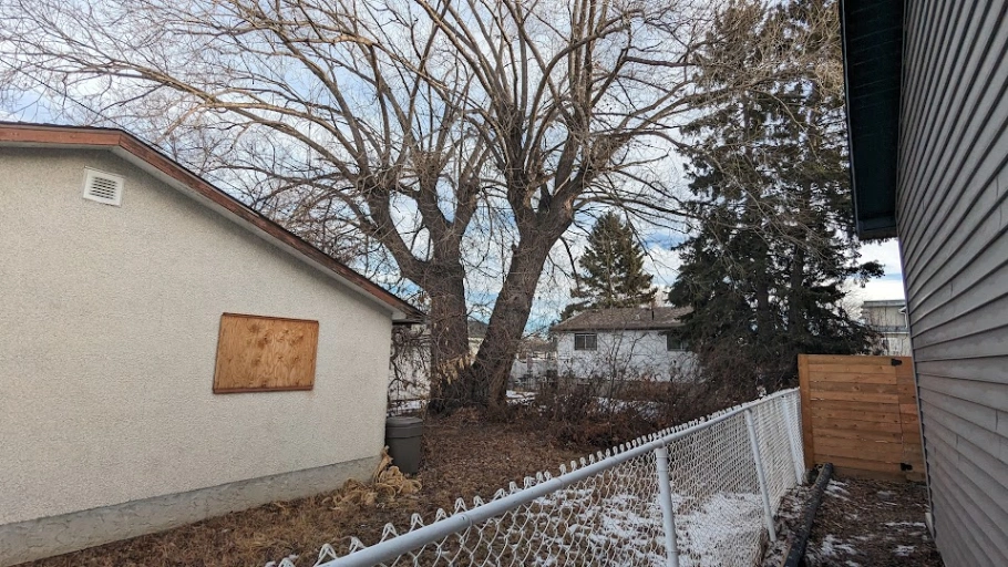 Sherwood Willow