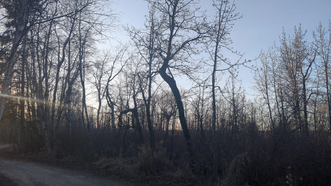 Terwilliger Aspen Grove