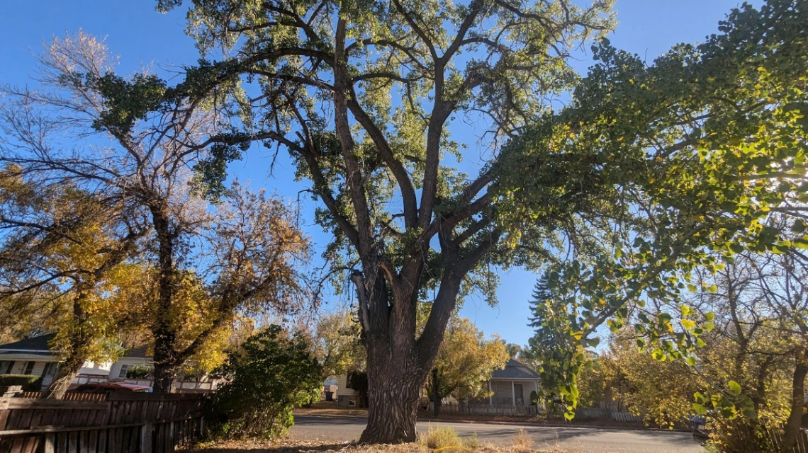 Lethbridge Empty Lot Cottonwood