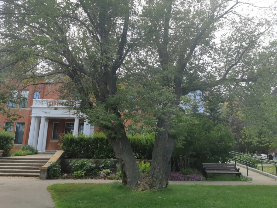 Rutherford House Manitoba Maple