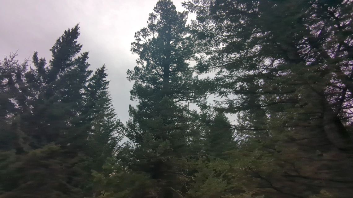 Heath Roadside Douglas Fir