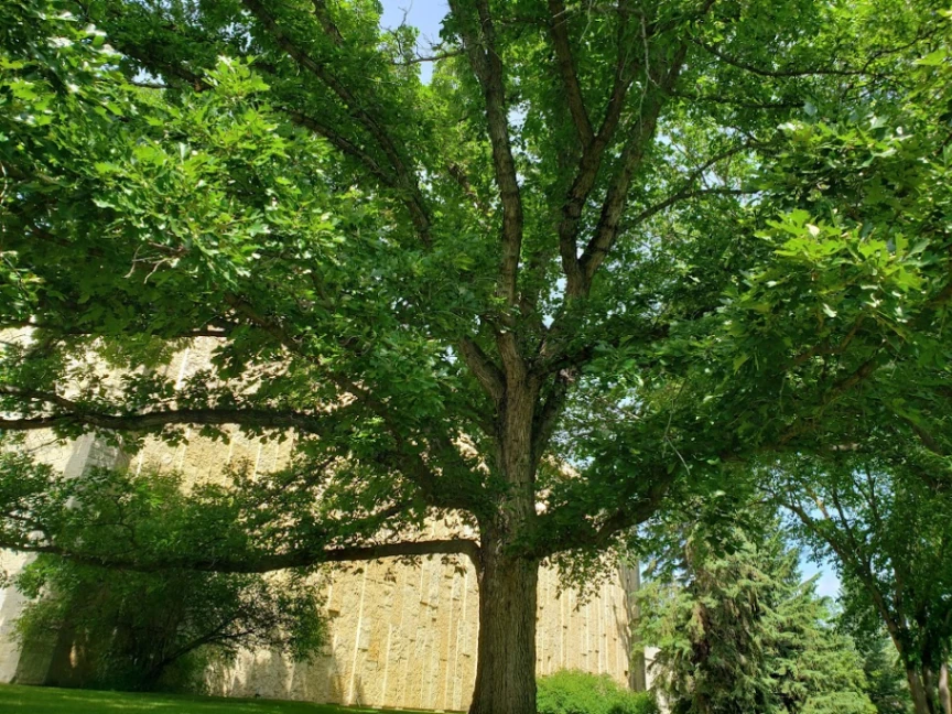 The Stark Oak