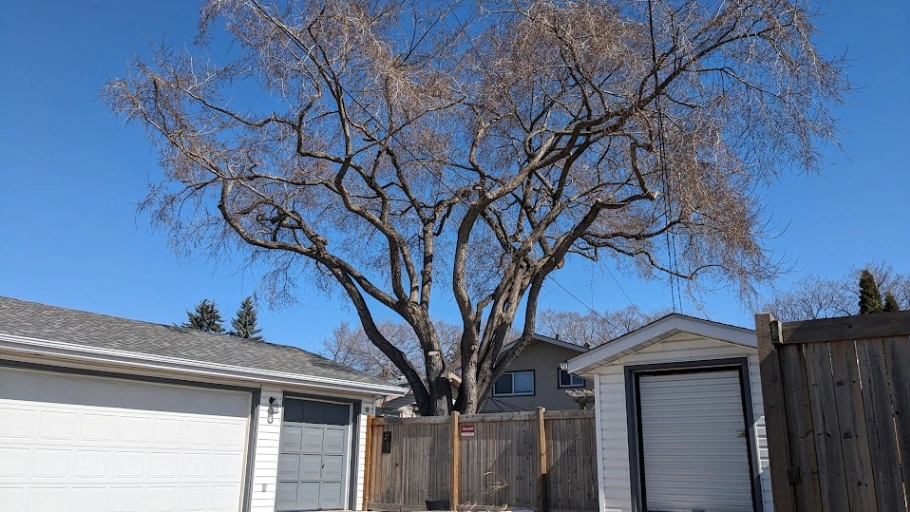 Jasper Place Siberian Elm