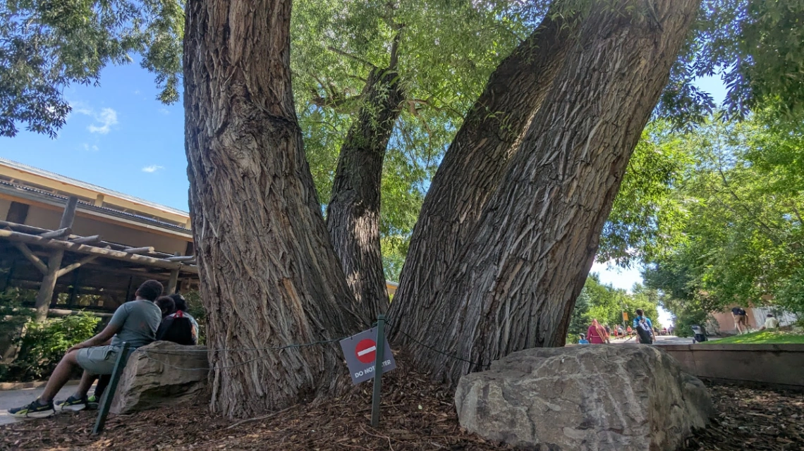Calgary Zoo Willow #2