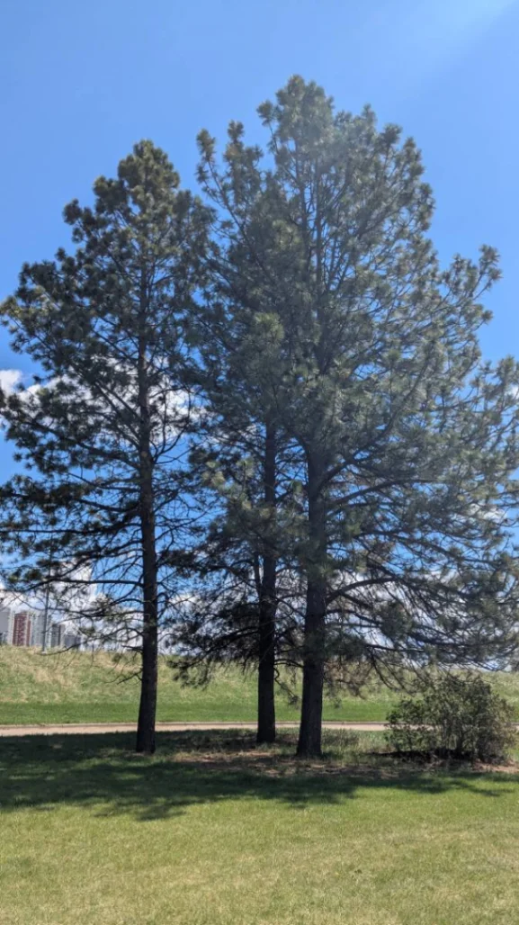 Government House Park Ponderosa Pines