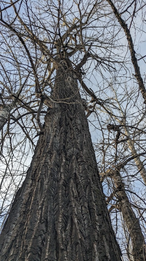 Big Island Largest Balsam Poplar