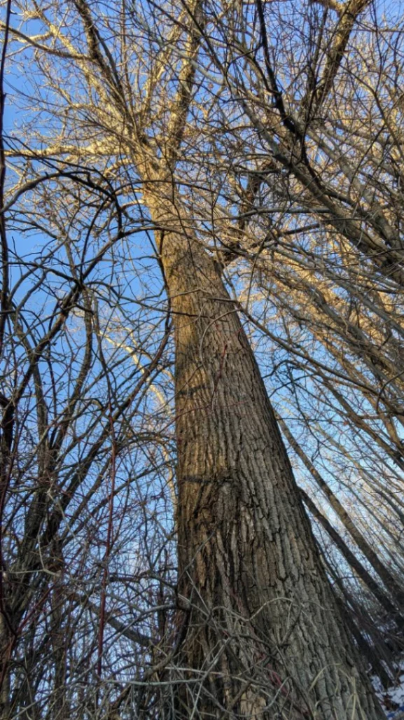 Lewis Transit Center Old Growth Poplar