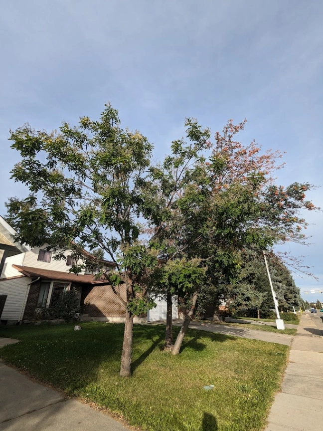 La Perle Black Locust