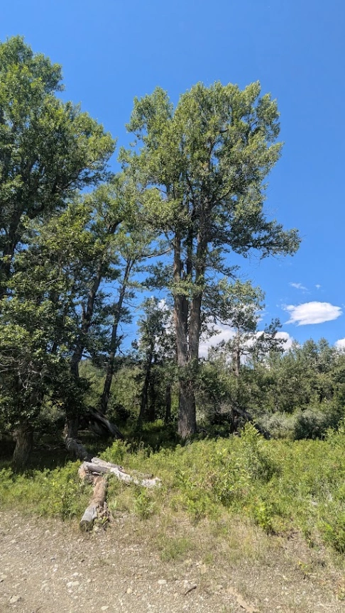 Beaverdam Creek Large Balsam Poplar