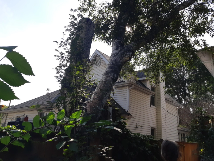 Riverdale Paper Birch