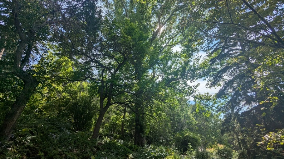 William Reader Plains Cottonwood #1