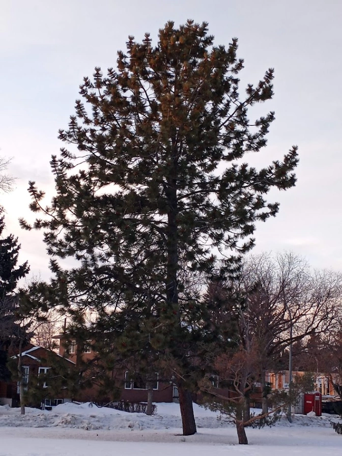 Mill Creek Ponderosa Pine #3
