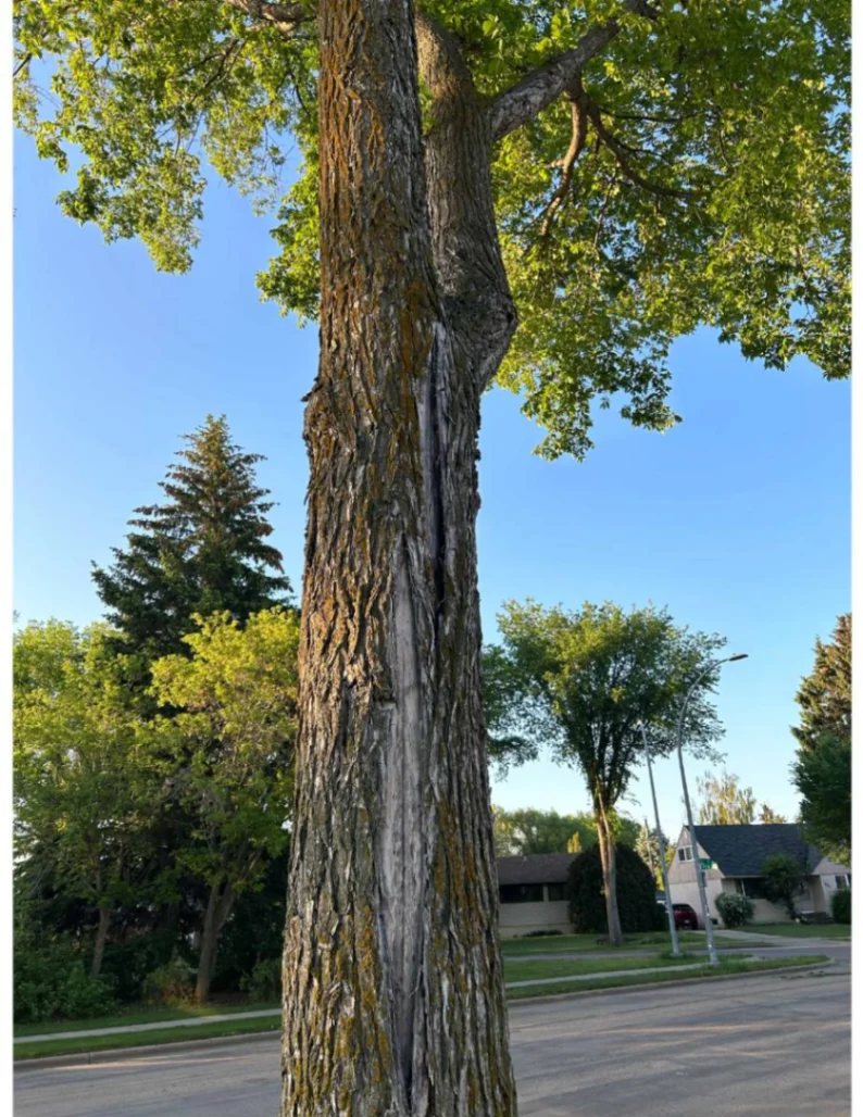 Electrified Elm