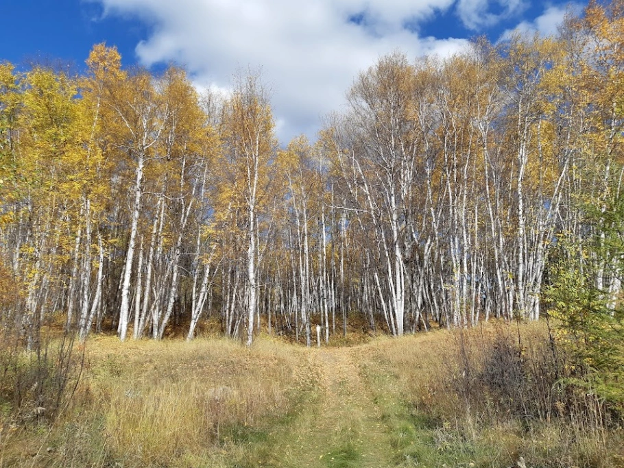 Paper Birch Forest — Bunchberry Meadows