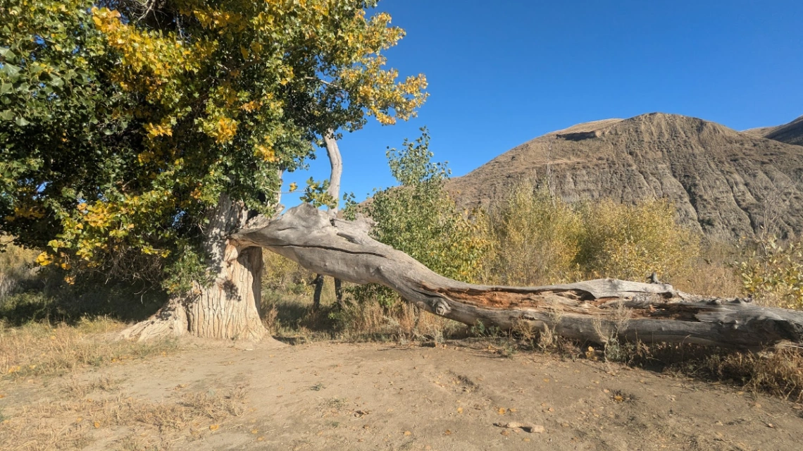 Popson Park Cottonwood
